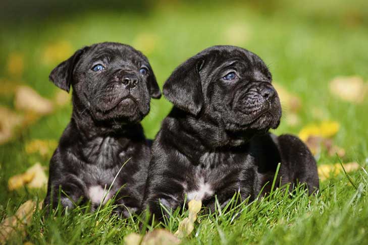 CANE CORSO